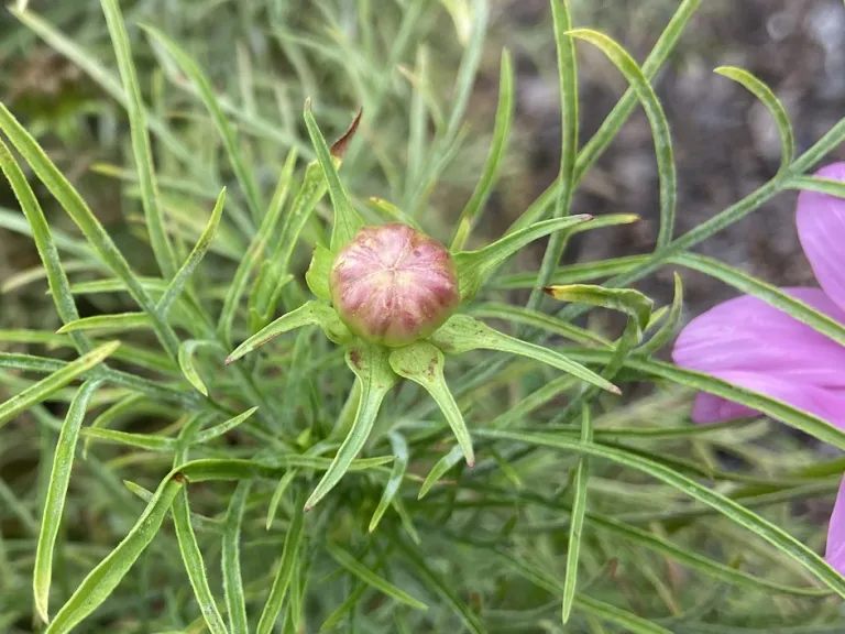 Cosmos bipinnatus 'PAS1788' (Sonata™ Pink Blush) flower bud