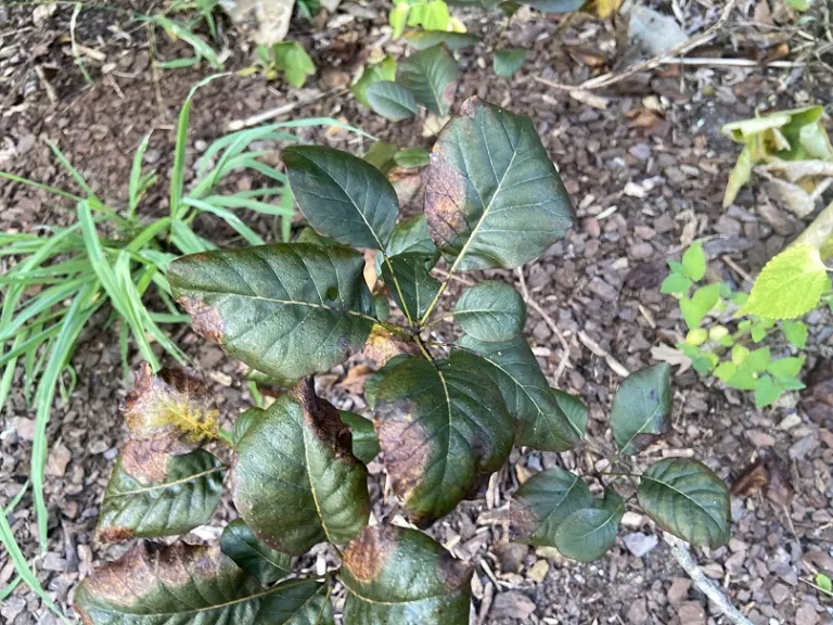 Cotinus coggygria 'NCCO1' (Winecraft Black®) foliage