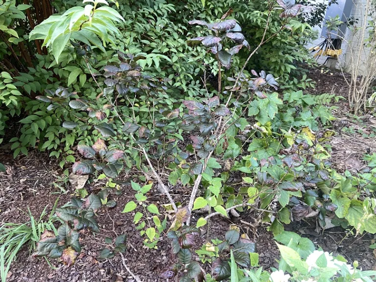 Cotinus coggygria 'NCCO1' (Winecraft Black®) habit