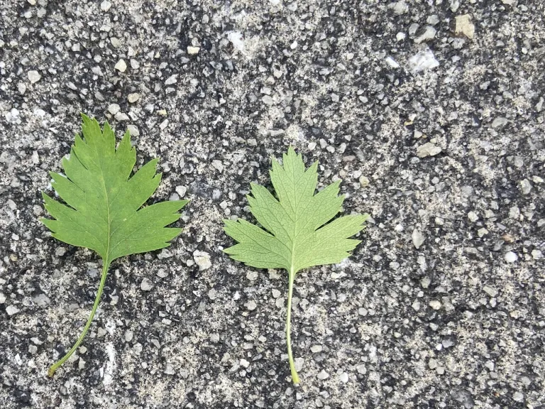 Crataegus marshallii leaf front and back