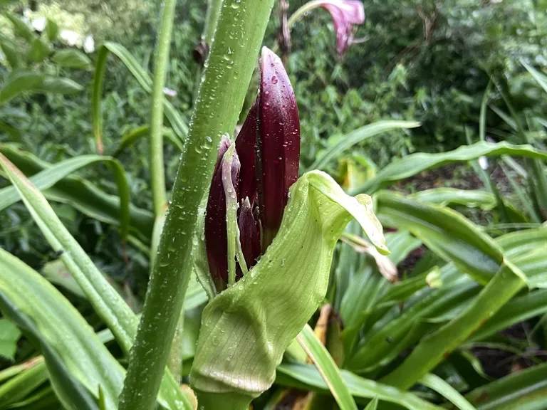 Crinum 'Ellen Bosanquet' early flower bud