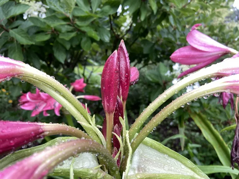 Crinum 'Ellen Bosanquet' flower bud