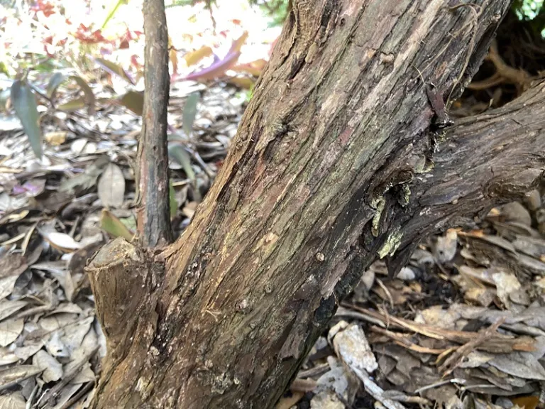 Cryptomeria japonica 'Globosa Nana' bark