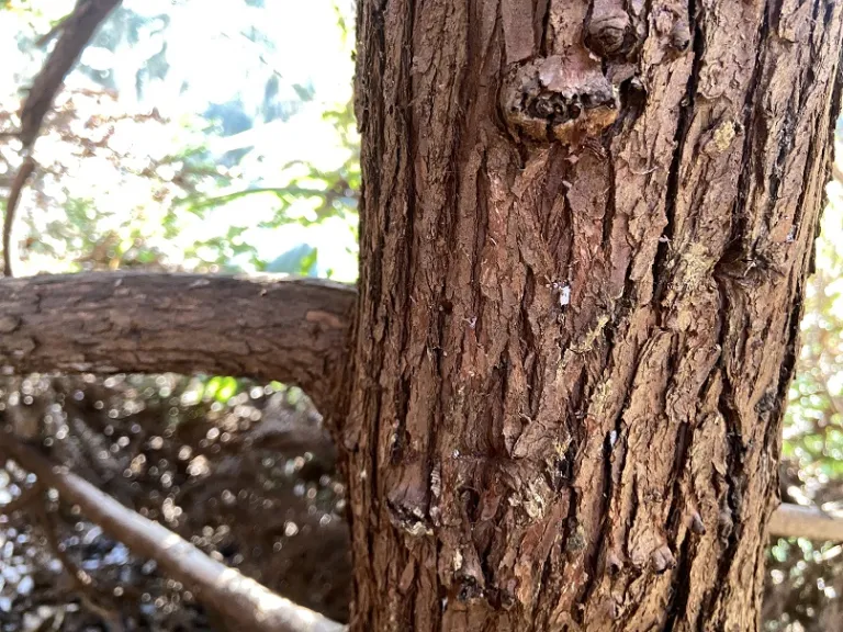Cryptomeria japonica 'Gyokuryu' bark