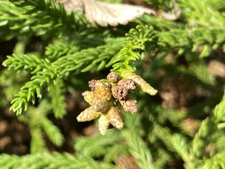 Cryptomeria japonica 'Gyokuryu' pollen cones
