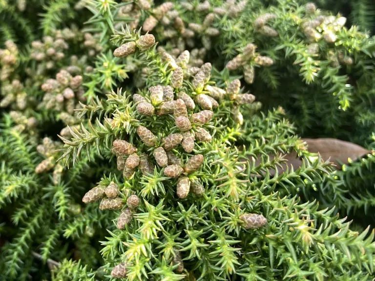 Cryptomeria japonica 'Tansu' mature pollen cones