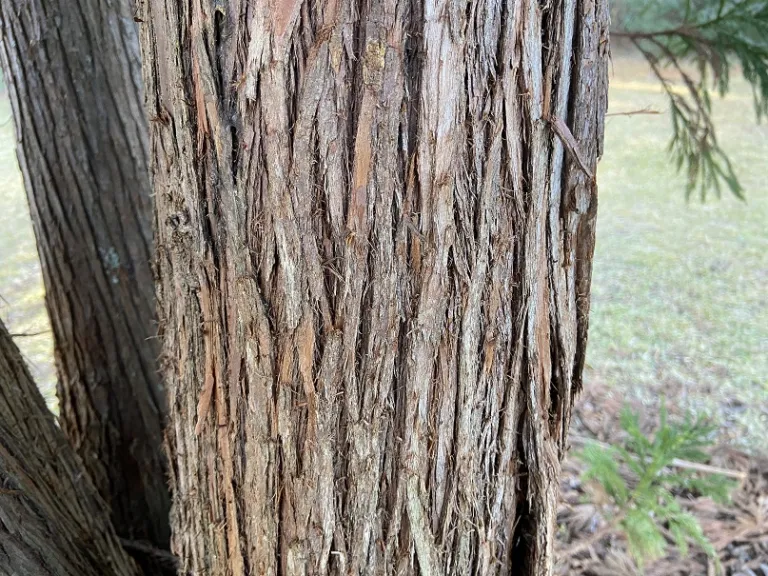 Cryptomeria japonica bark