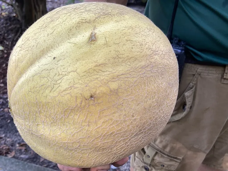 Cucumis melo 'Edisto 47' fruit