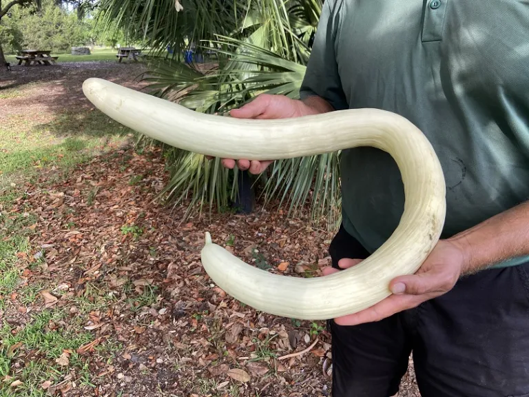 Cucumis melo 'Indian Snake' fruit