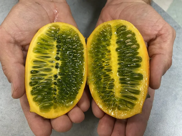 Cucumis metuliferus fruit