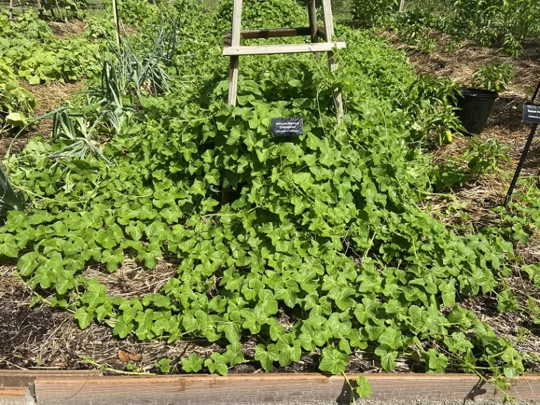 Cucumis metuliferus habit