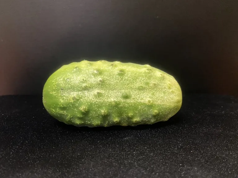 Cucumis sativus 'National Pickling' fruit