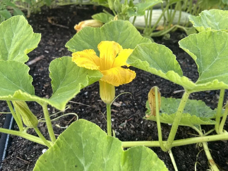 Cucurbita maxima 'North Georgia Candy Roaster' flower