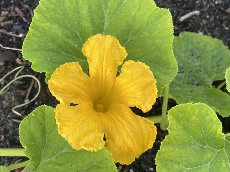 Cucurbita maxima 'North Georgia Candy Roaster' flower