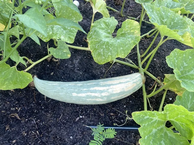 Cucurbita maxima 'North Georgia Candy Roaster' fruit