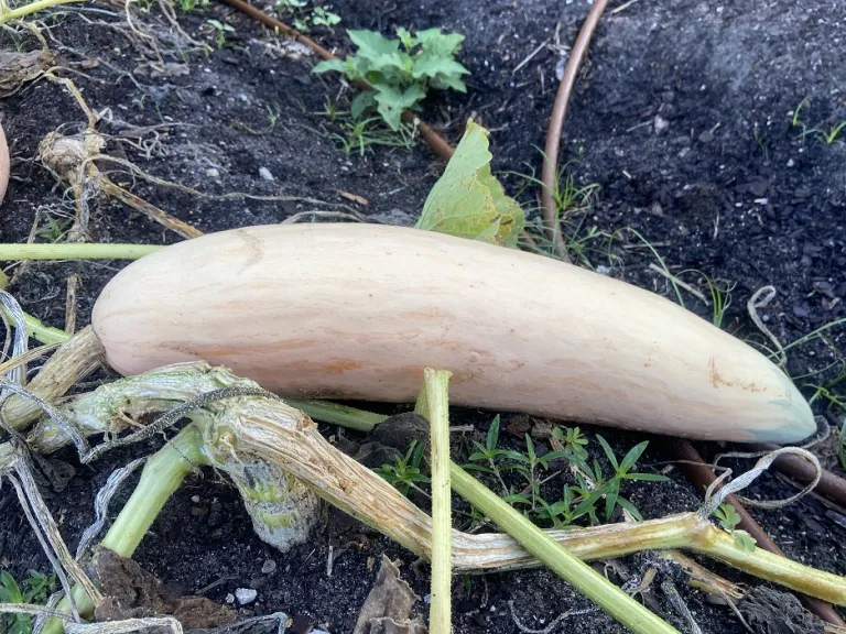 Cucurbita maxima 'North Georgia Candy Roaster' ripe fruit