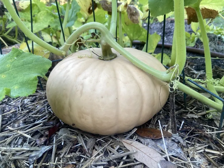 Cucurbita moschata 'Tan Cheese' fruit