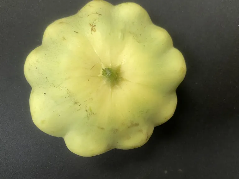 Cucurbita pepo 'Benning’s Green Tint' fruit