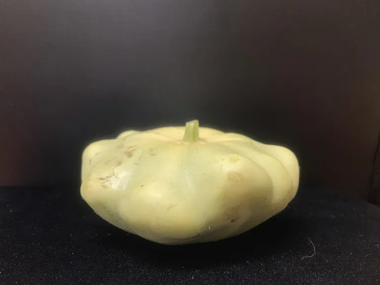 Cucurbita pepo 'Benning’s Green Tint' fruit