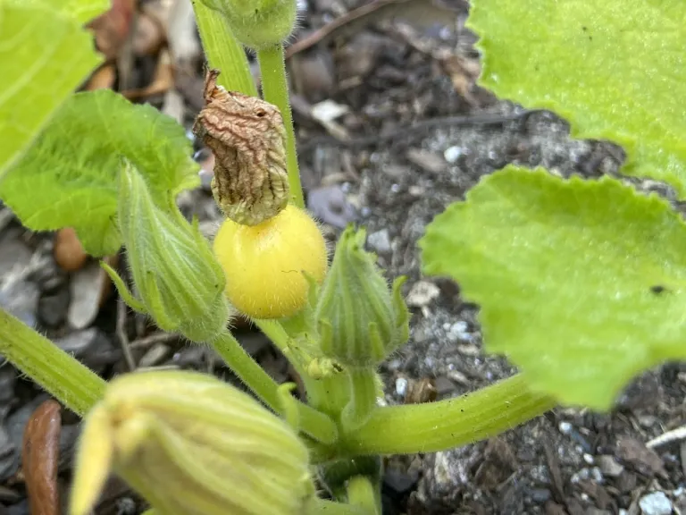 Cucurbita pepo 'Goldilocks' early fruit