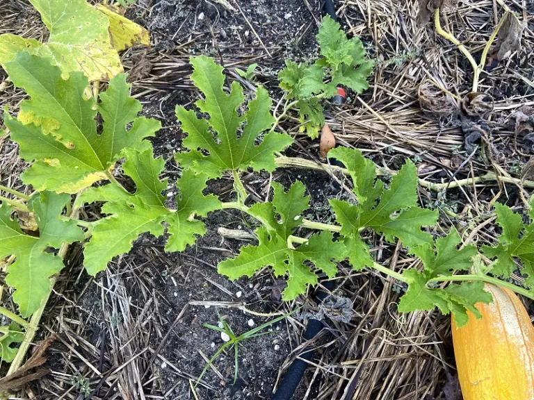 Cucurbita pepo 'Long Pie' foliage