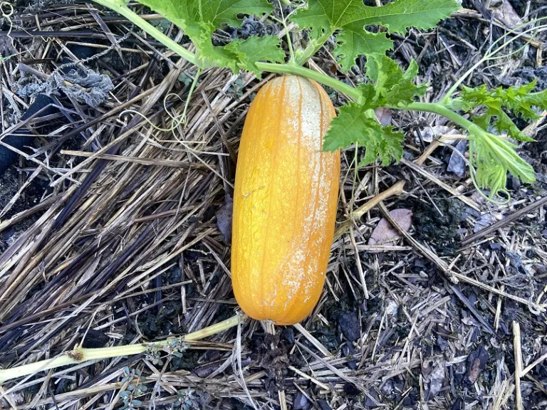 Cucurbita pepo 'Long Pie' fruit