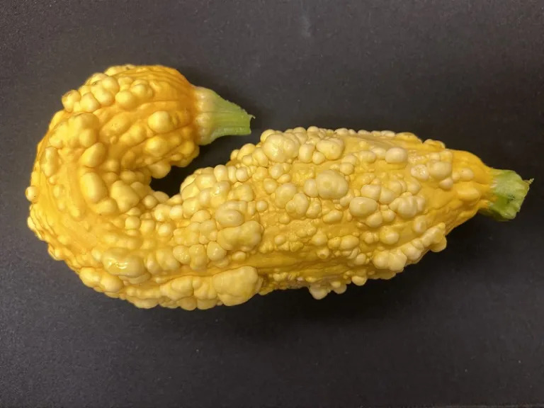 Cucurbita pepo 'Yellow Crookneck' fruit