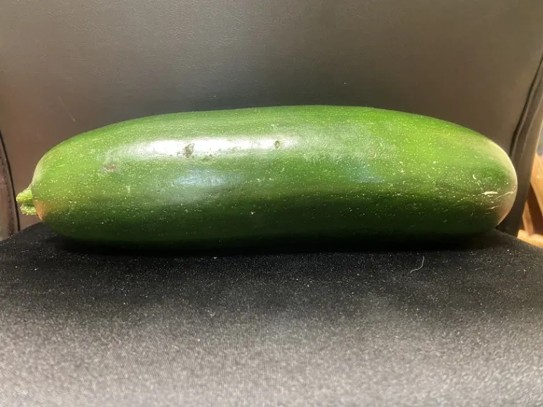 Cucurbita pepo var. cylindrica 'Desert'