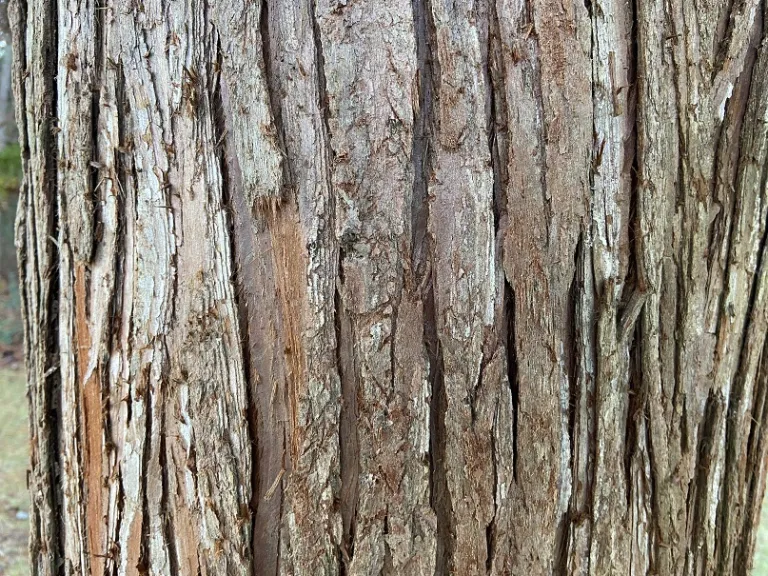 Cunninghamia lanceolata bark