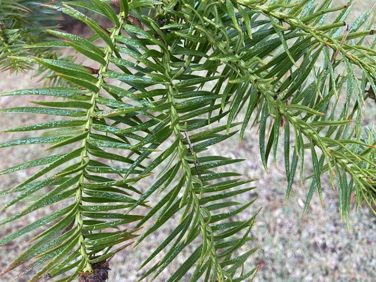 Cunninghamia lanceolata foliage
