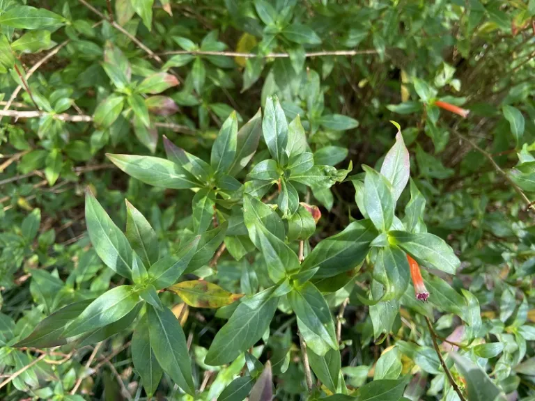 Cuphea 'David Verity' foliage