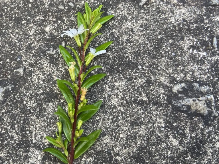 Cuphea hyssopifolia 'Alba' stem