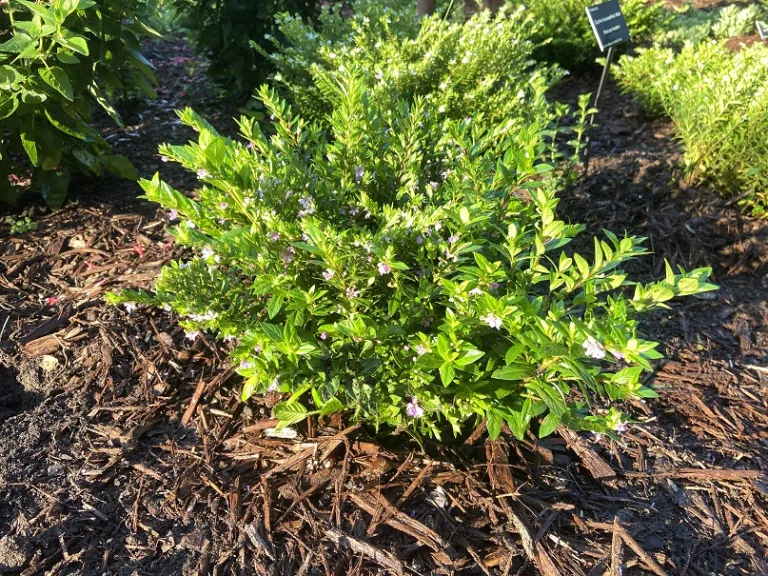 Cuphea hyssopifolia flowering habit