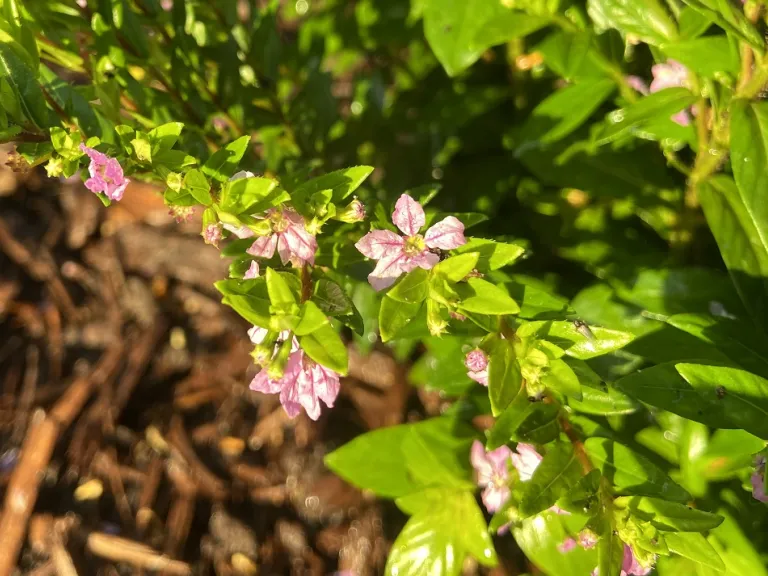 Cuphea hyssopifolia flowers