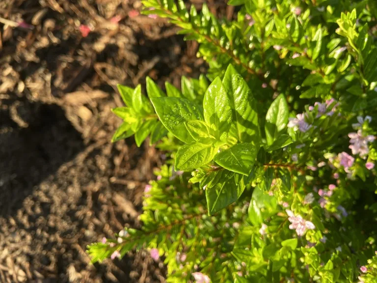 Cuphea hyssopifolia foliage