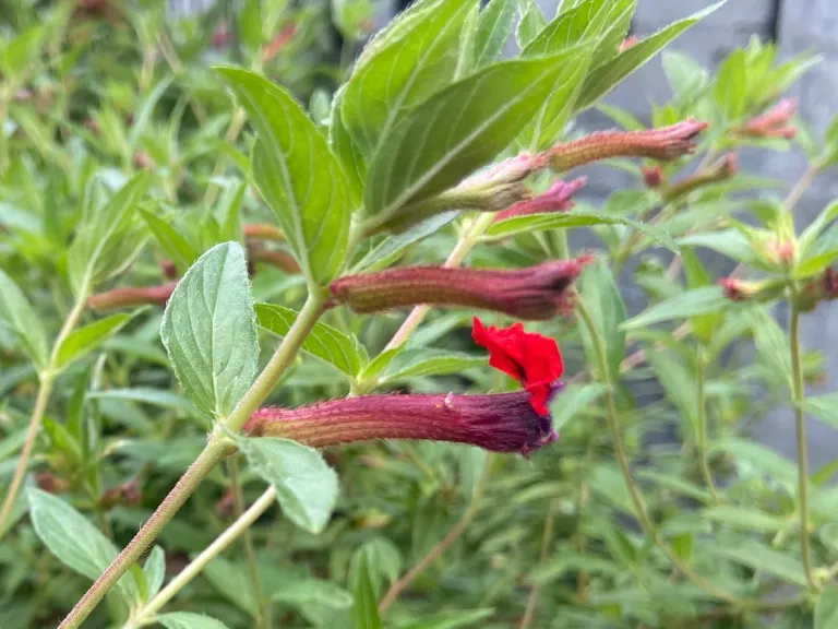 Cuphea llavea flower