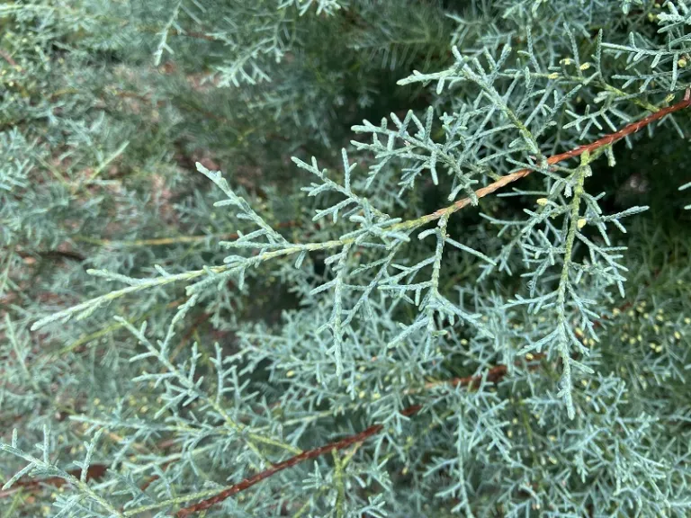Cupressus arizonica 'Carolina Sapphire' foliage