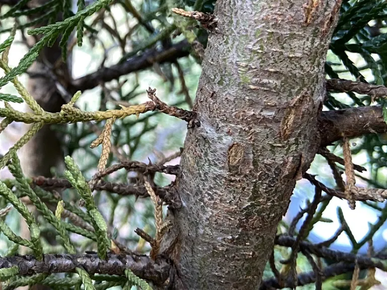 Cupressus glabra 'Limelight' bark