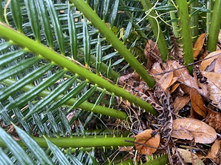 Cycas revoluta armed with sharp leaflets towards petiole base