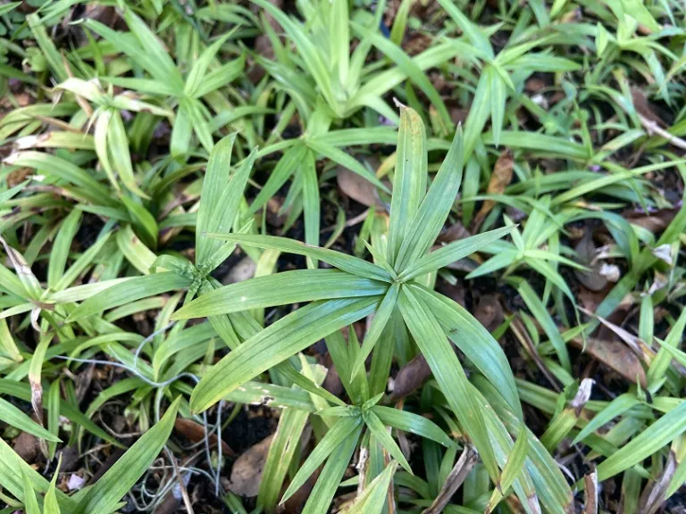 Cyperus albostriatus foliage