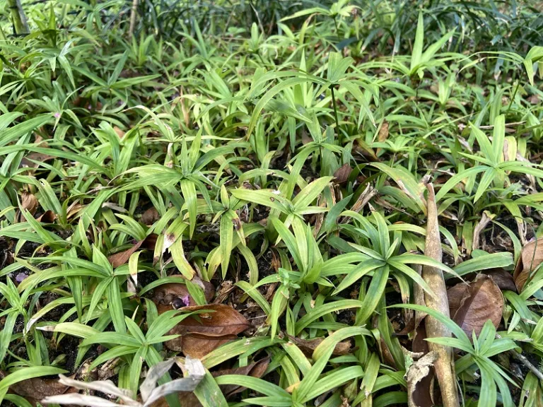 Cyperus albostriatus habit