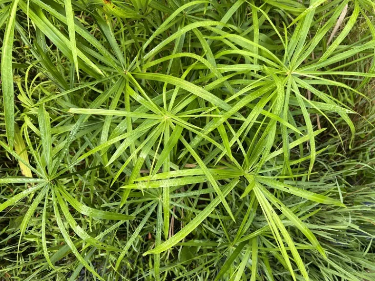 Cyperus involucratus 'Baby Tut' foliage