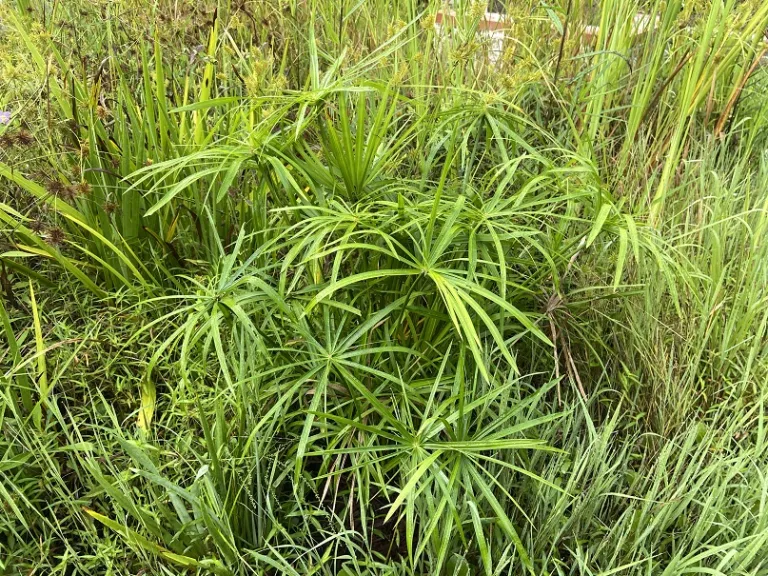Cyperus involucratus 'Baby Tut' habit