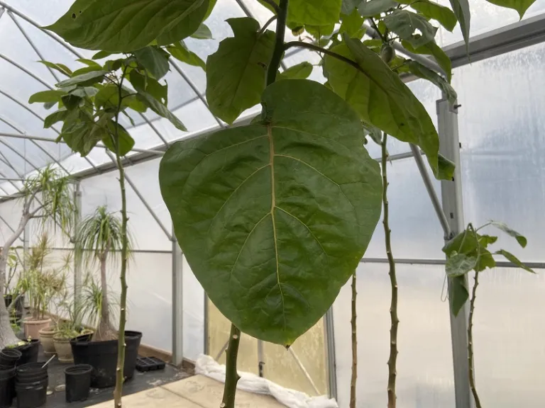Cyphomandra betacea leaf