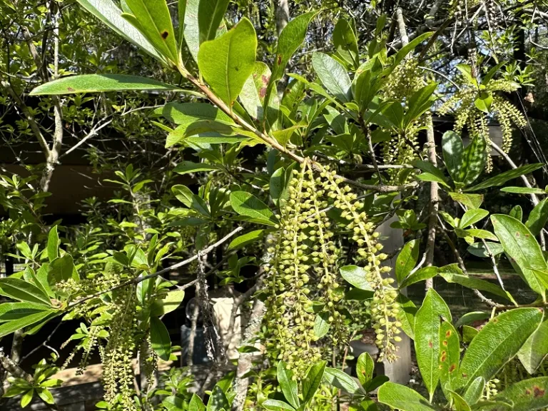 Cyrilla racemiflora fruit