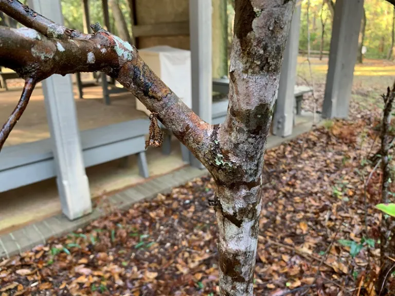 Cyrilla racemiflora bark