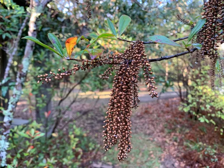 Cyrilla racemiflora fruit
