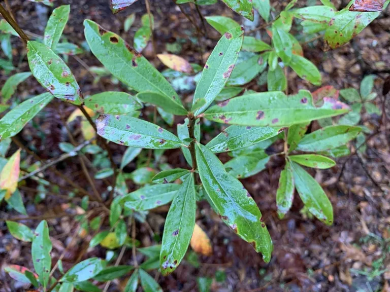 Cyrilla racemiflora leaves