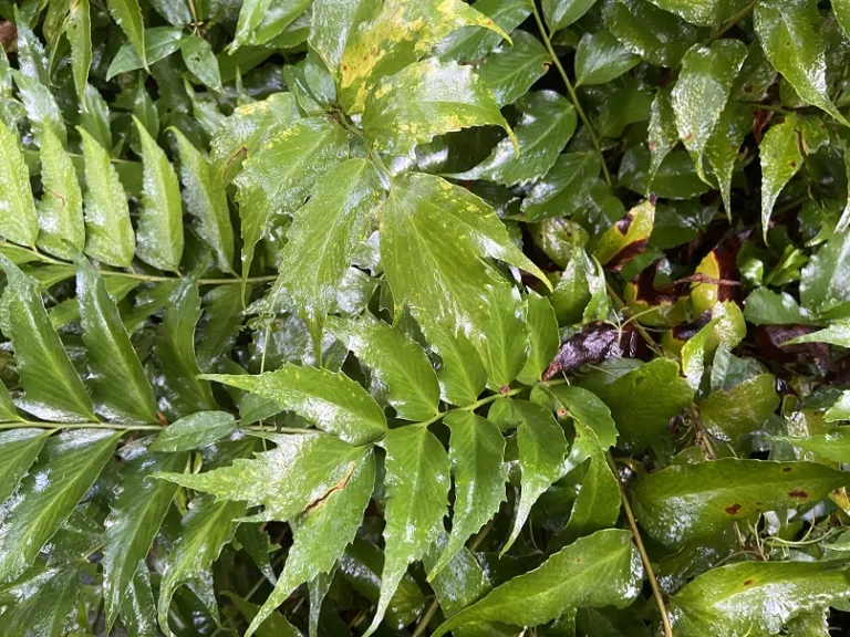 Cyrtomium falcatum foliage