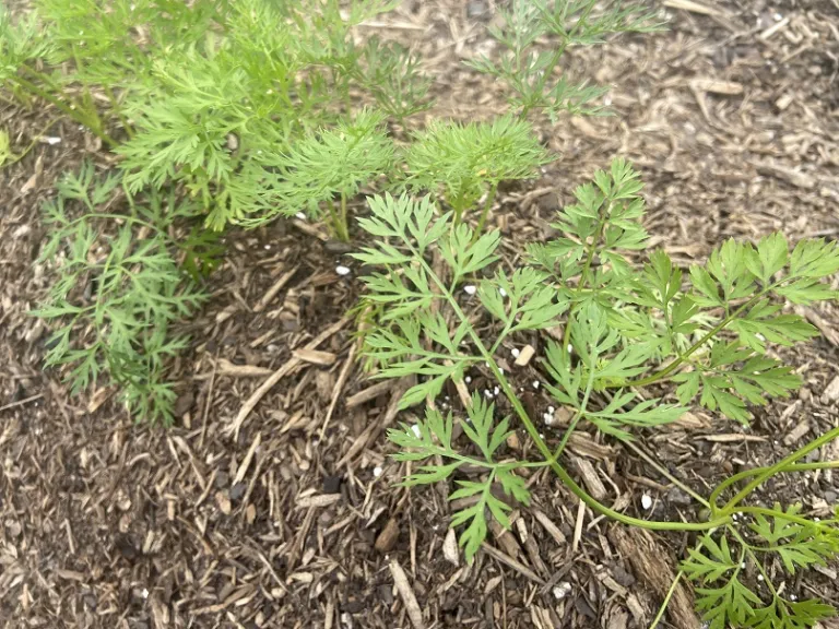 Daucus carota var. sativus 'Little Fingers' foliage
